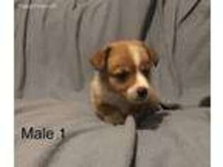 Pembroke Welsh Corgi Puppy for sale in Grayling, MI, USA
