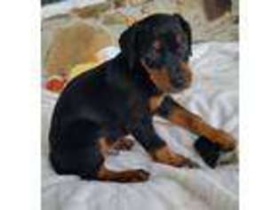 Doberman Pinscher Puppy for sale in Lenoir City, TN, USA