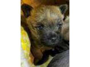 Cairn Terrier Puppy for sale in Wytheville, VA, USA