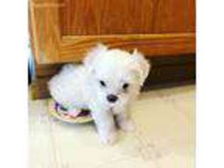 Maltese Puppy for sale in Duvall, WA, USA