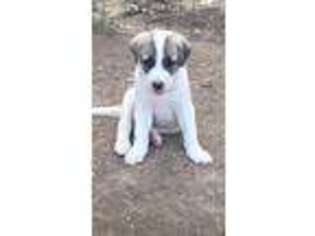 Anatolian Shepherd Puppy for sale in Austin, TX, USA