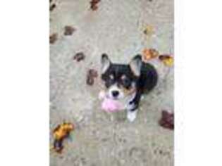 Pembroke Welsh Corgi Puppy for sale in Ringgold, GA, USA