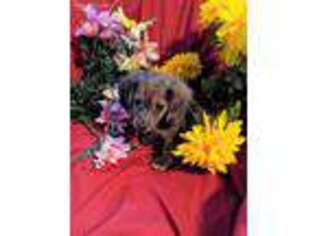 Dachshund Puppy for sale in SPRINGFIELD, TN, USA