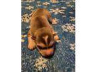 Siberian Husky Puppy for sale in Sundown, NY, USA