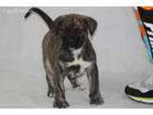 Mutt Puppy for sale in Upper Marlboro, MD, USA