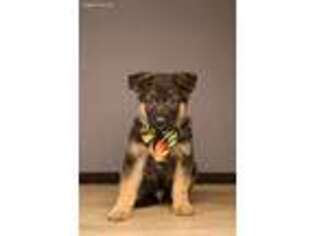 German Shepherd Dog Puppy for sale in Crawfordsville, IN, USA