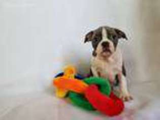 Boston Terrier Puppy for sale in North Collins, NY, USA
