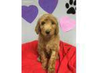 Goldendoodle Puppy for sale in Long Grove, IL, USA