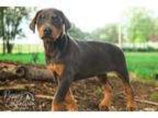 Doberman Pinscher Puppy for sale in Millersburg, IN, USA