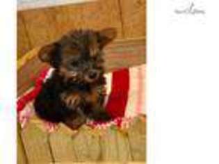 Yorkshire Terrier Puppy for sale in Brownsville, TX, USA