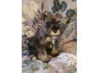 Mutt Puppy for sale in Conklin, NY, USA