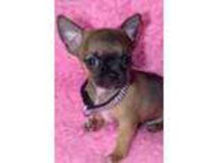 Chihuahua Puppy for sale in Shirley, MA, USA