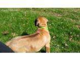 Rhodesian Ridgeback Puppy for sale in Griswold, IA, USA