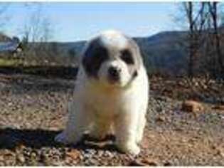 Newfoundland Puppy for sale in Clinton, AR, USA