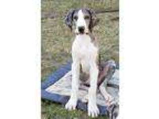 Great Dane Puppy for sale in Corpus Christi, TX, USA