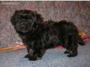 Havanese Puppy for sale in Purdy, MO, USA