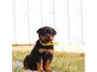 Rottweiler Puppy for sale in Lebanon, PA, USA