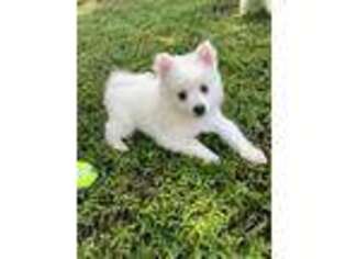 American Eskimo Dog Puppy for sale in Brandon, FL, USA