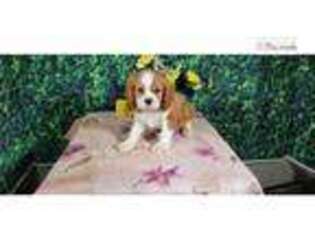 Cavalier King Charles Spaniel Puppy for sale in Fort Wayne, IN, USA