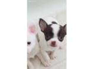 Chihuahua Puppy for sale in Putnam Valley, NY, USA