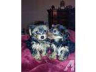 Yorkshire Terrier Puppy for sale in NEWBURGH, NY, USA