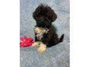 Portuguese Water Dog Puppy for sale in New Holland, PA, USA