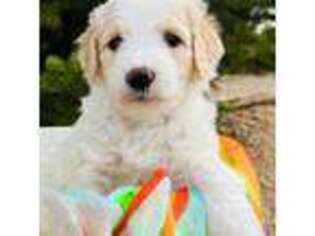 Goldendoodle Puppy for sale in Loveland, CO, USA