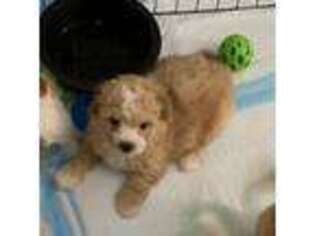 Cavapoo Puppy for sale in Piscataway, NJ, USA