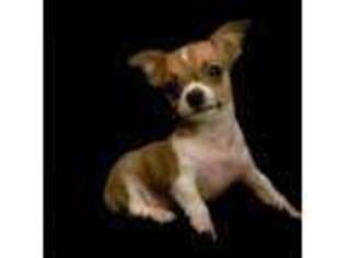 Chihuahua Puppy for sale in Toano, VA, USA