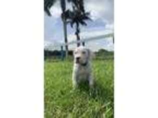 Dogo Argentino Puppy for sale in Miami, FL, USA
