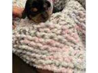 Dachshund Puppy for sale in Colonial Heights, VA, USA