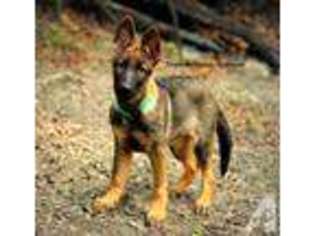German Shepherd Dog Puppy for sale in SARASOTA, FL, USA