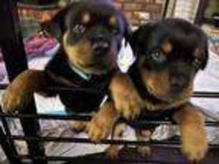 Rottweiler Puppy for sale in Hood River, OR, USA