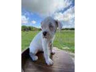 Boxer Puppy for sale in Wauchula, FL, USA