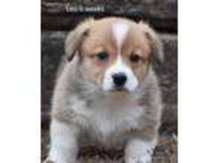 Pembroke Welsh Corgi Puppy for sale in Neosho, MO, USA