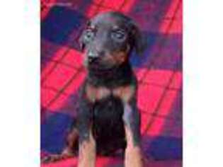 Doberman Pinscher Puppy for sale in West Lafayette, OH, USA