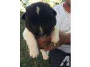 Akita Puppy for sale in WINDSOR, CA, USA