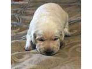 Labrador Retriever Puppy for sale in Crystal River, FL, USA