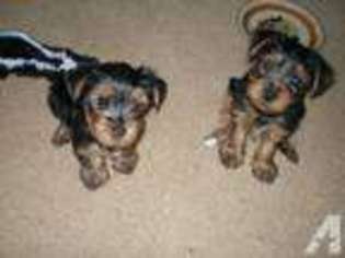 Yorkshire Terrier Puppy for sale in CORAOPOLIS, PA, USA