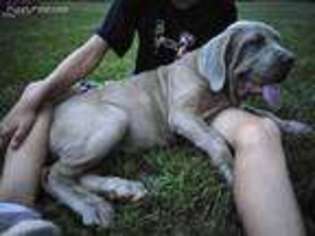 Neapolitan Mastiff Puppy for sale in Dallas, TX, USA