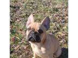 French Bulldog Puppy for sale in West Point, VA, USA