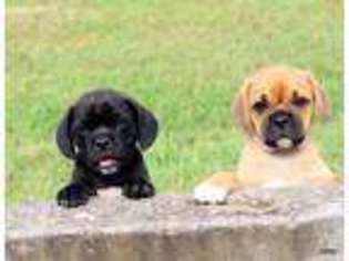 Puggle Puppy for sale in Norman, OK, USA