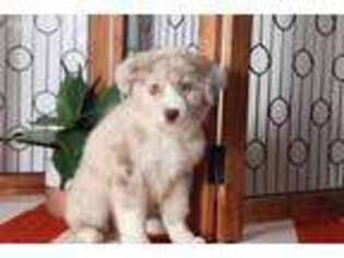Australian Shepherd Puppy for sale in Naples, FL, USA