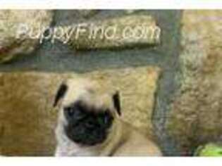 Pug Puppy for sale in Anderson, MO, USA
