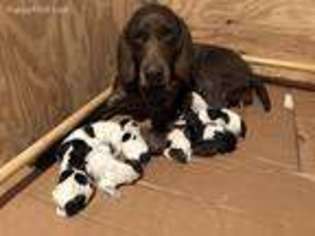 German Shorthaired Pointer Puppy for sale in Homestead, FL, USA