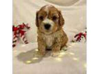 Cavapoo Puppy for sale in Toms River, NJ, USA