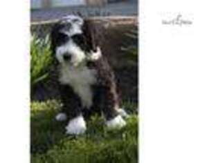 Shepadoodle Puppy for sale in Canton, OH, USA