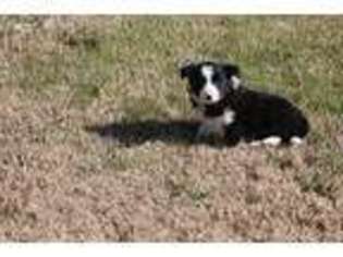 Border Collie Puppy for sale in Goodlettsville, TN, USA