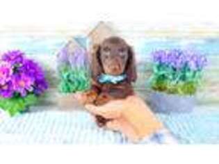 Dachshund Puppy for sale in Dundee, FL, USA