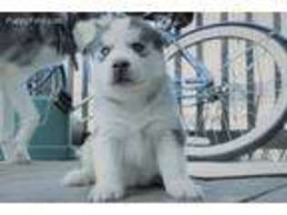Siberian Husky Puppy for sale in Smyrna, DE, USA